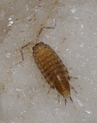 Halophiloscia