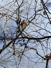Cercis canadensis
