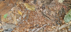 Syntermes molestus