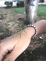 Stagmomantis