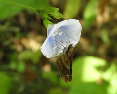 Jacquemontia pringlei