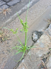 Cyperus surinamensis