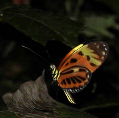 Heliconius numata