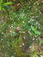 Erigeron karvinskianus image