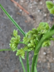 Cyperus surinamensis