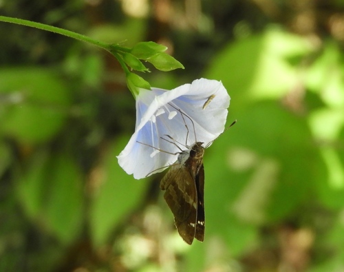 Image of Jacquemontia pringlei by (c) Francisco Farriols Sarabia, some rights reserved (CC BY)