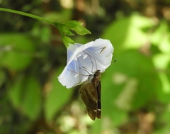 Jacquemontia pringlei