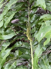 Anolis equestris