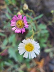 Erigeron karvinskianus image