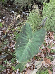 Colocasia