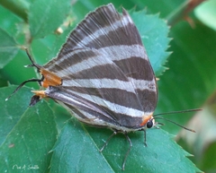 Panthiades bathildis