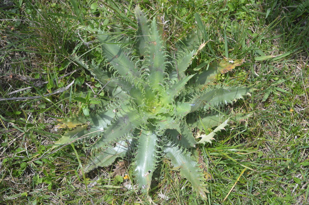 Eryngium serra from Departamento de Durazno, Uruguay on November 09