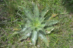 Eryngium serra