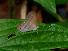 Amiga arnaca
