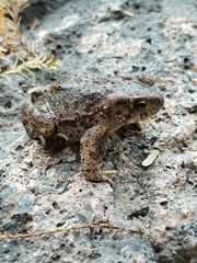 Incilius occidentalis