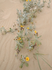 Senecio crassiflorus