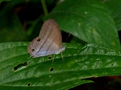 Amiga arnaca