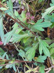 Erigeron karvinskianus image