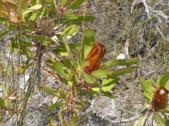 Protea obtusifolia
