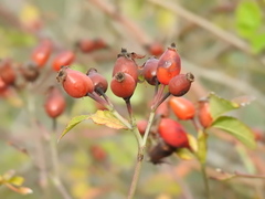 Rosa canina