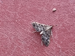 Nacoleia