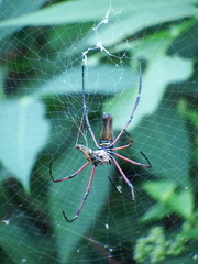 Nephila