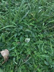 Cyperus mindorensis