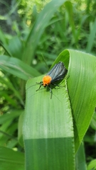 Apistosia judas