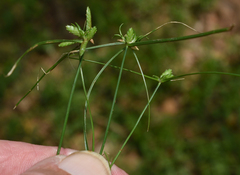 Cyperus gracilis