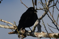 Molothrus oryzivorus