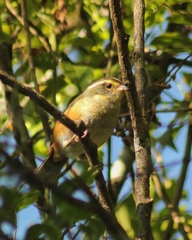 Microspingus cabanisi