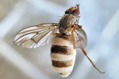 Entomophthora