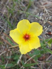 Crocanthemum brasiliense