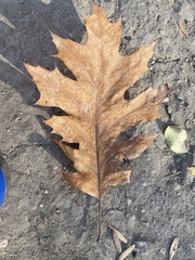Quercus rubra