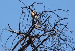 Pachycephala fuliginosa