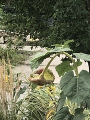 Cardinalis cardinalis