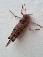 Chortoicetes terminifera