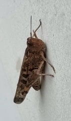 Chortoicetes terminifera