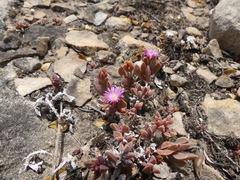 Delosperma mariae