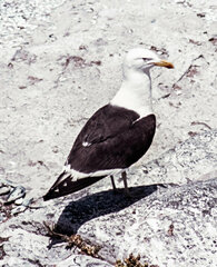 Larus dominicanus vetula
