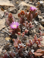 Delosperma mariae