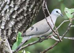 Turtur abyssinicus