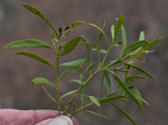 Eremophila mitchellii