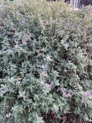 Aloysia