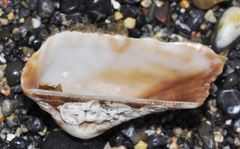 Arca noae
