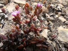 Delosperma mariae