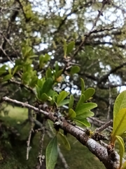 Sideroxylon obtusifolium