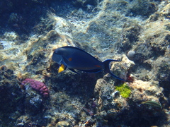 Acanthurus sohal