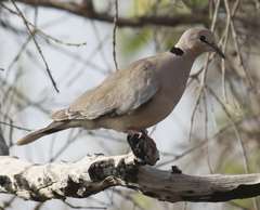 Streptopelia vinacea