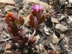 Delosperma mariae
